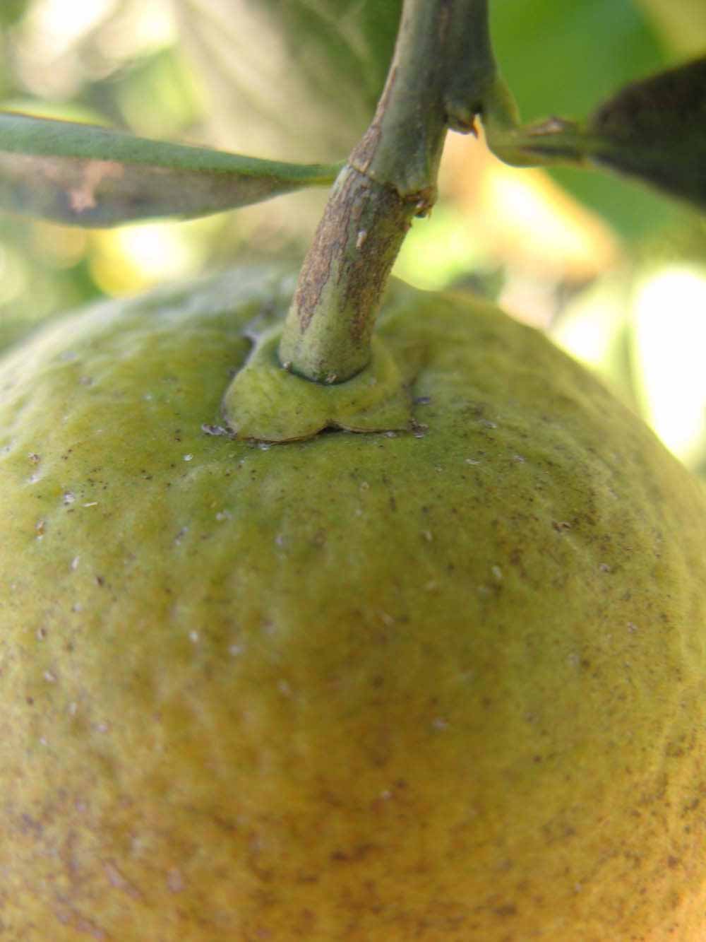            Fruit (Winter Haven, FL)   